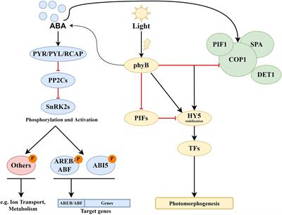 Basic Protein Modules Combining Abscisic Acid and Light Signaling in Arabidopsis